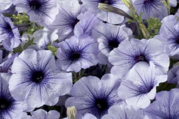 petunia blue