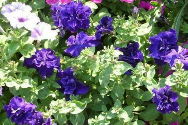 petunia blue