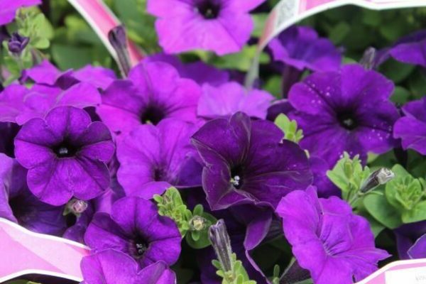 petunia blue