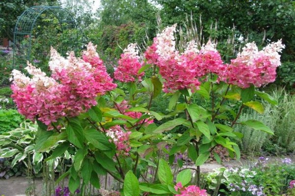 pinky winky hydrangea