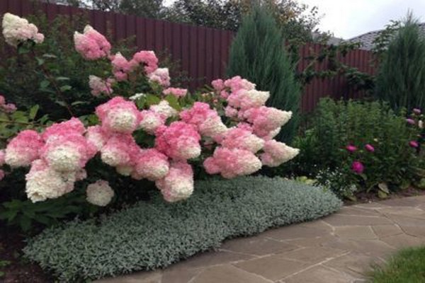 pinky winky hydrangea