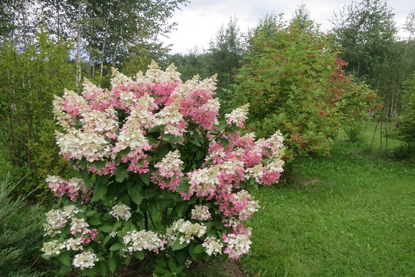 hydrangea paniculata pinky vinca