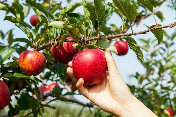 apple tree bears fruit