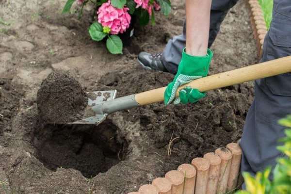 what soil does hydrangea like