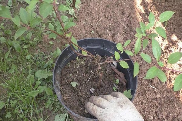 hydrangea soil preparation