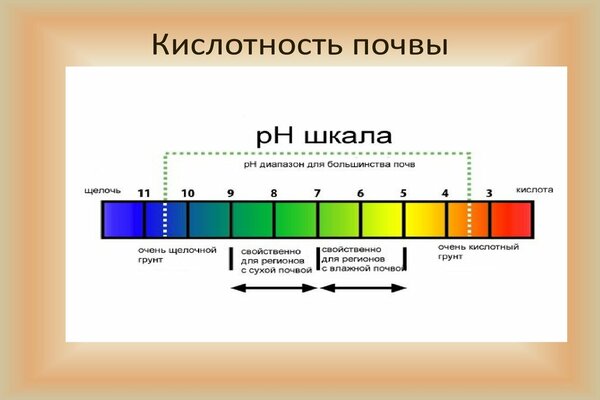 zakiseliti tlo za hortenziju