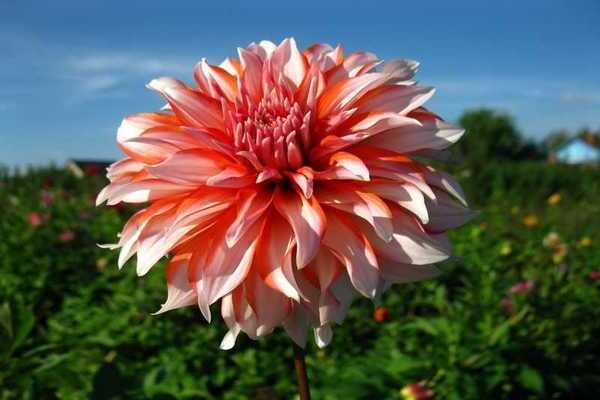 pakainin ang dahlias