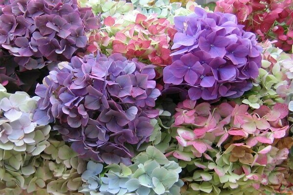 feed hydrangea