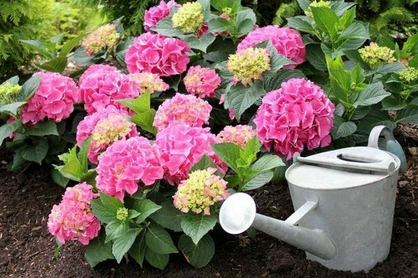 Feeding hydrangeas