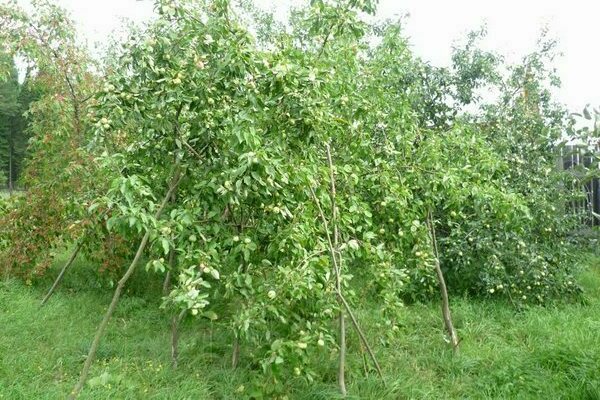 supports for apple trees