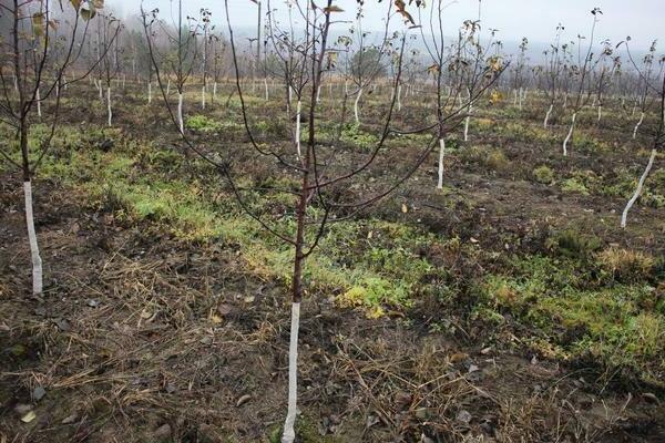 apple rootstock varieties