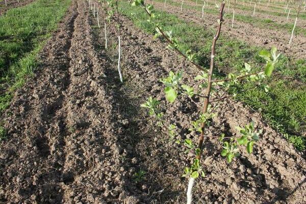 apple varieties on a dwarf rootstock