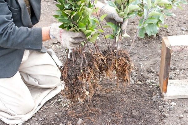 apple tree on a semi-dwarf rootstock