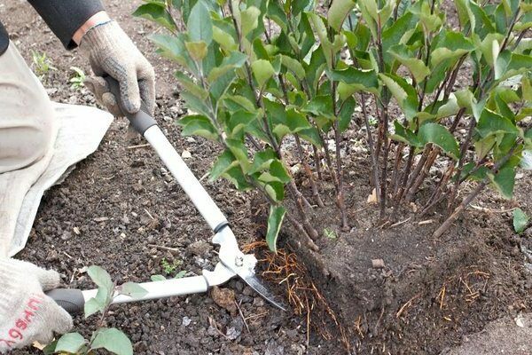 apple seedlings on the rootstock