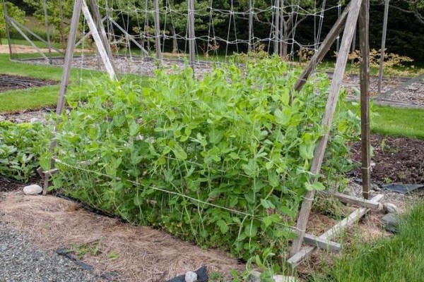 pea garter + open