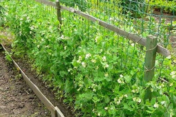 garter pea paraan