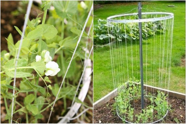 pea garter + open