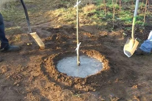 watering apple trees in summer