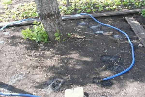 watering the apple tree in summer