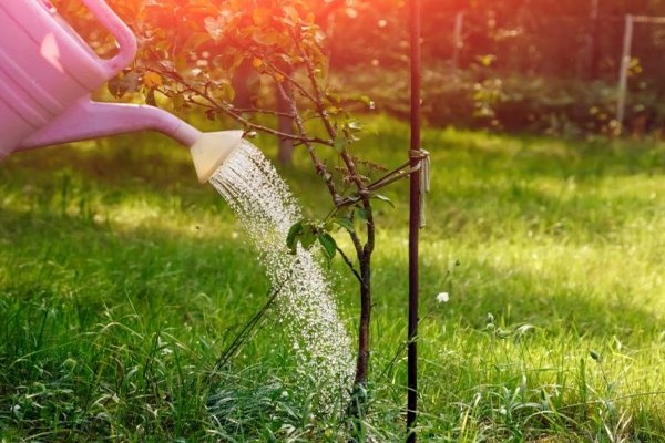 + how often to water the apple tree