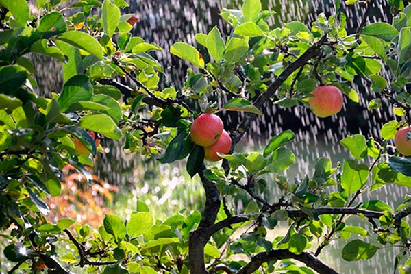 Apfelbaum im Sommer gießen