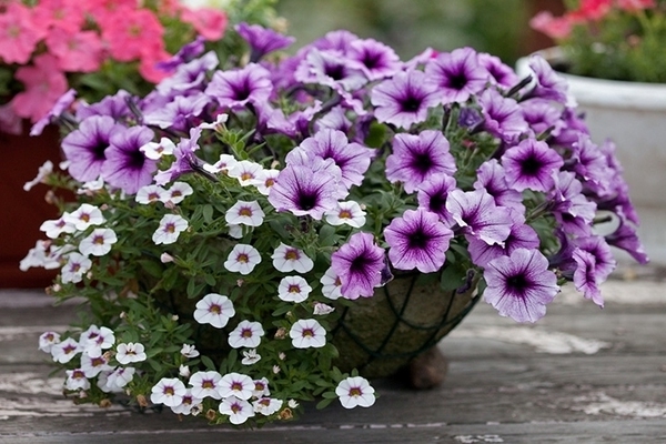 how to water petunia