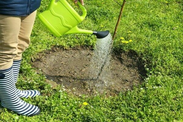 watering cherries