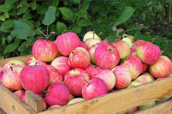 Herbst gestreifter Apfel