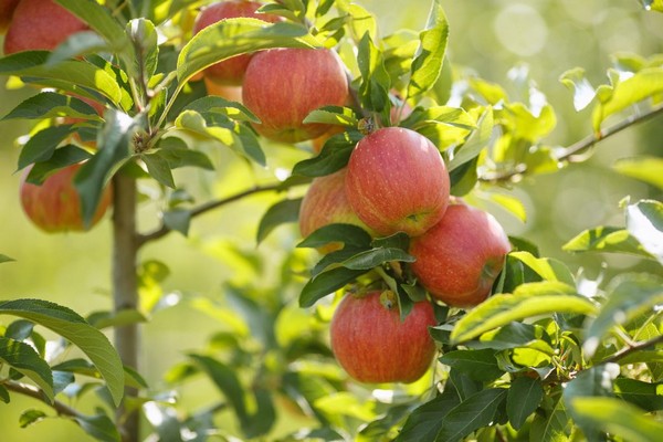 Apfelbaum Herbst gestreift