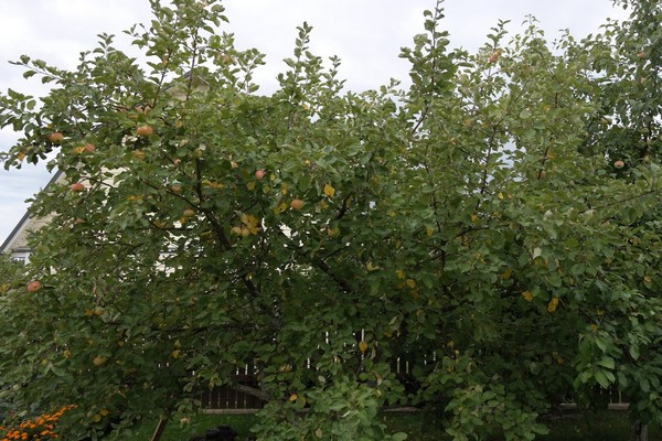 Apfelbaum Herbst gestreift