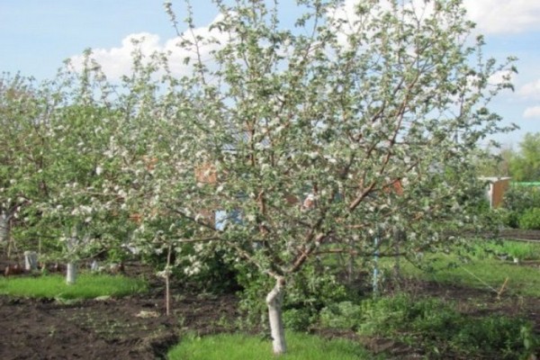 Herbst gestreift Beschreibung