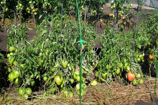 determinant tomatoes the best varieties