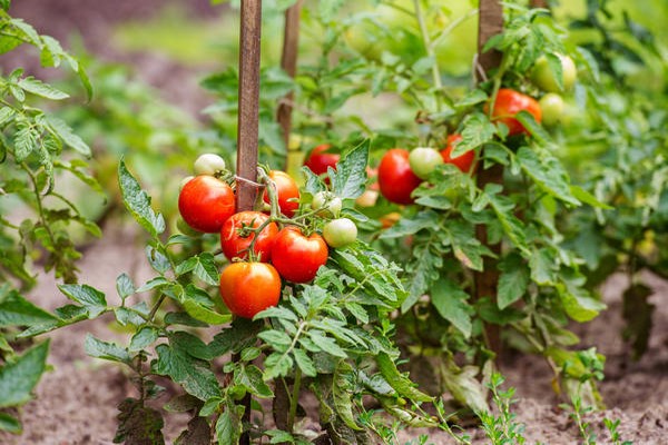 determinant na kamatis ang pinakamahusay na mga pagkakaiba-iba