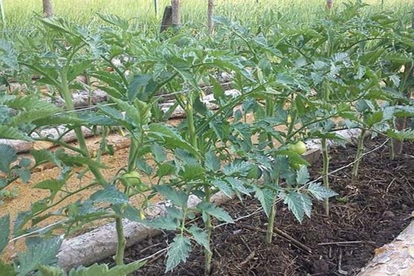 pinakamahusay na tumutukoy sa kamatis