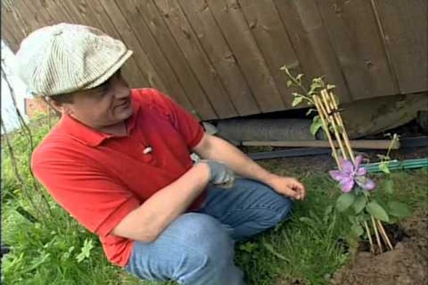 clematis varieties