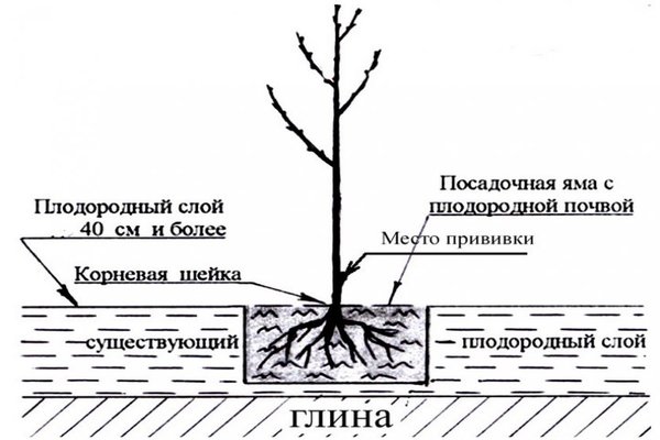 plant cherries