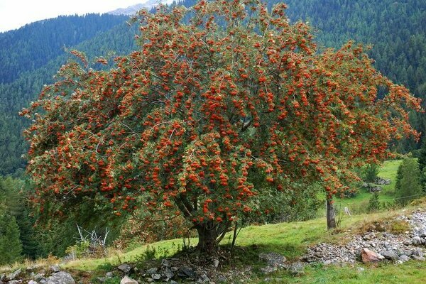 plant rowan