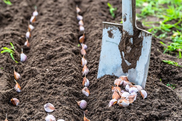 planting winter garlic