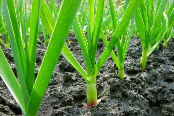 planting winter garlic