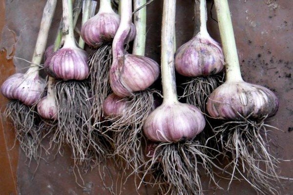 planting garlic in autumn