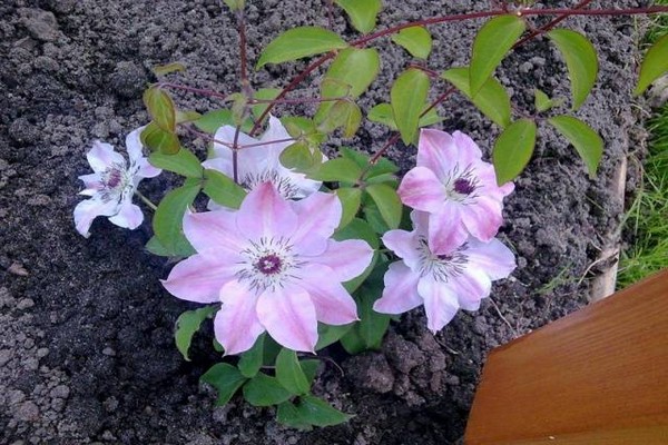 pagtatanim ng clematis + at mga larawan sa pangangalaga