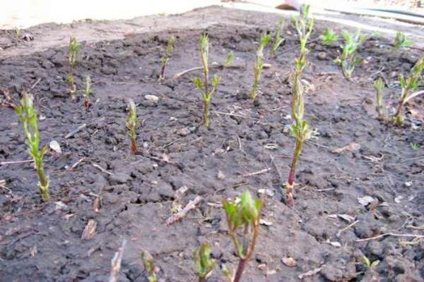 features of planting clematis