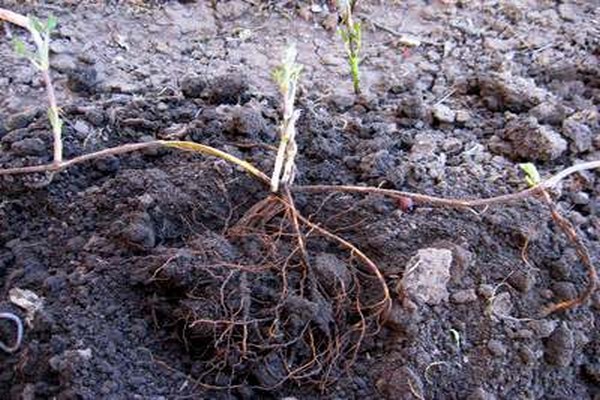 seedling of clematis + in open ground