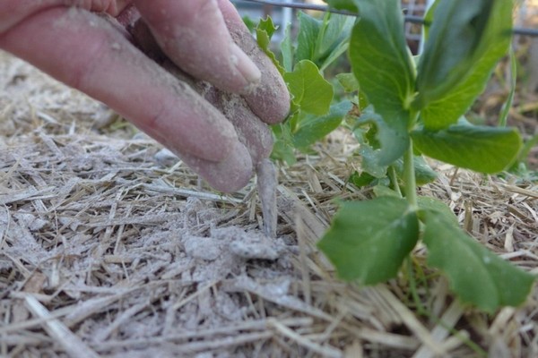 features of planting clematis