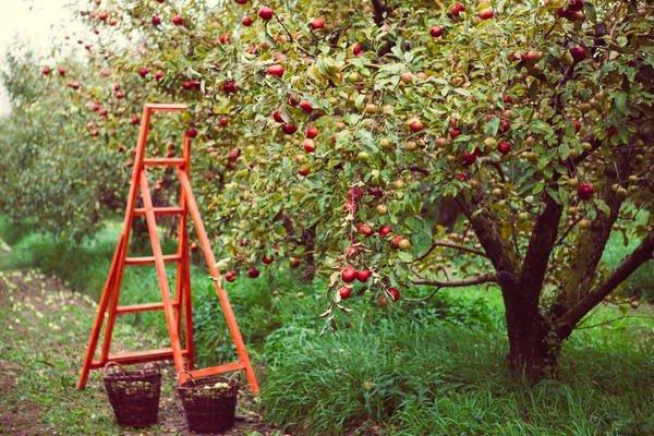 Apfelbaum Beschreibung Foto Bewertungen Pflanzung