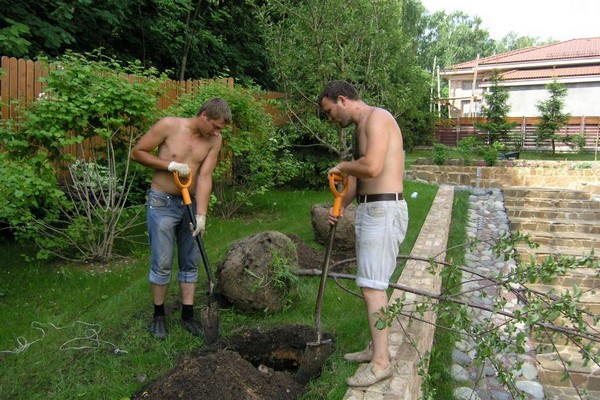 planting apple trees in autumn