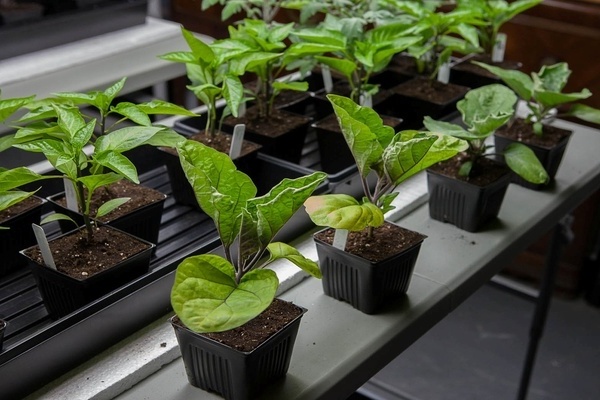 planter des aubergines