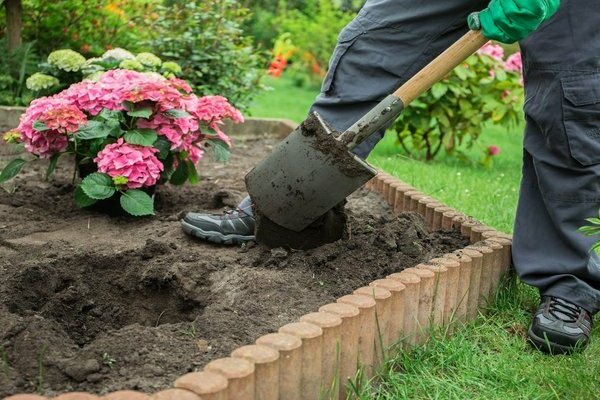 planting hydrangea