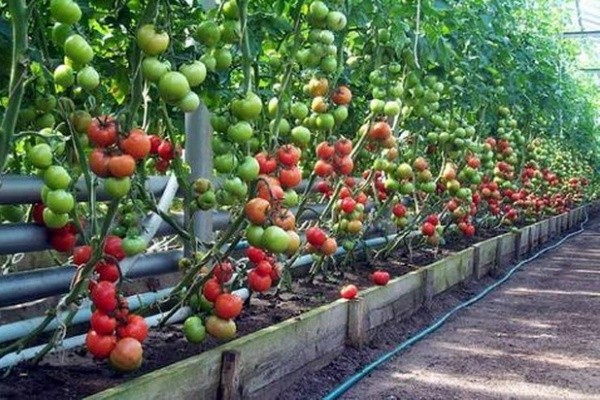 rosa paradies bewertungen