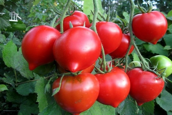 Tomate Primadonna Bewertungen Foto